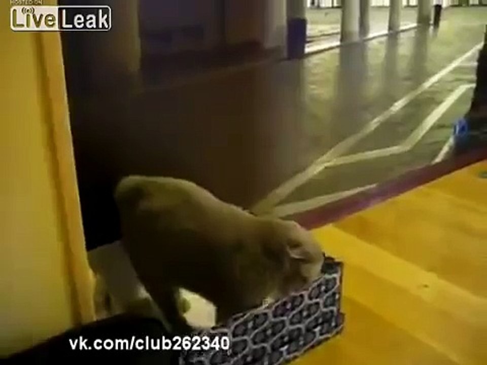 Demon cat-talks funny