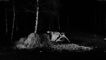 Tawny owl catches mouse