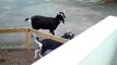 Goats on the Ziegen uberfallen
