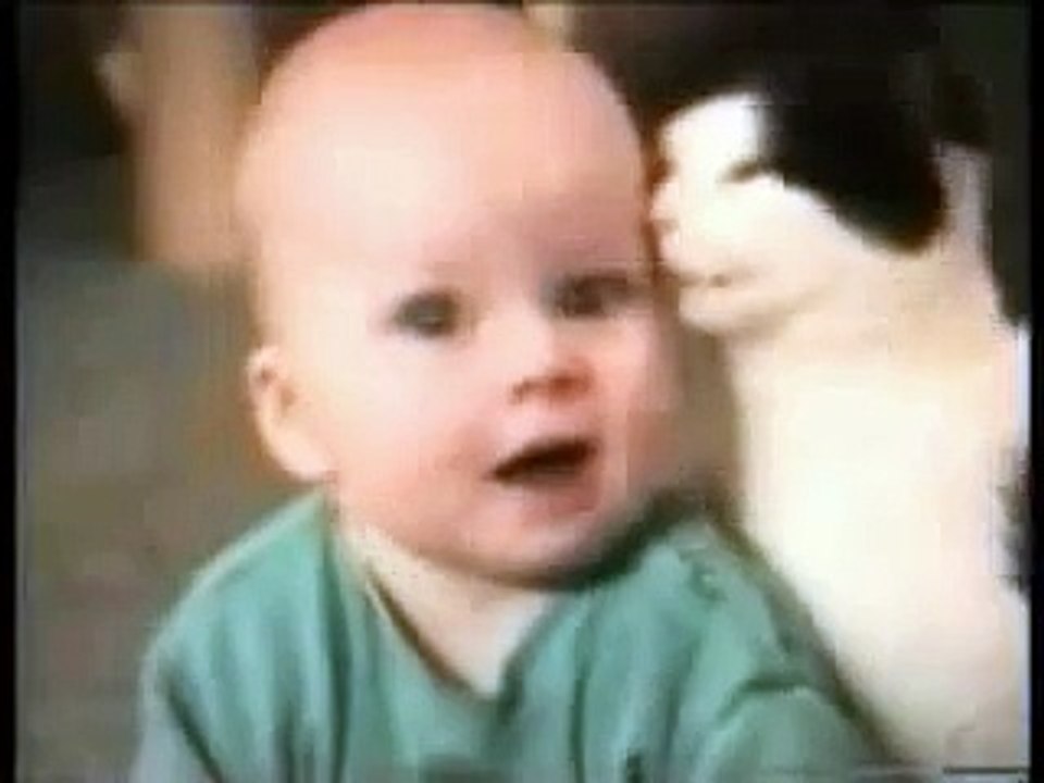 Insane Cats from Hell