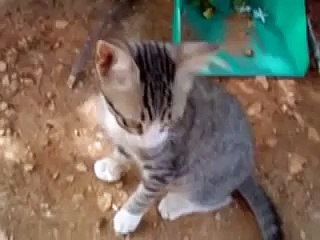 Probably the Funniest Cat Video You'll Ever See