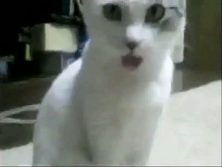 OMG Cat watches Orchestra Fail