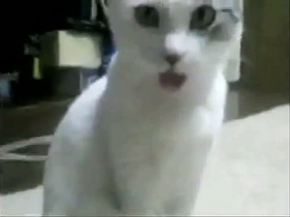 OMG Cat watches Orchestra Fail