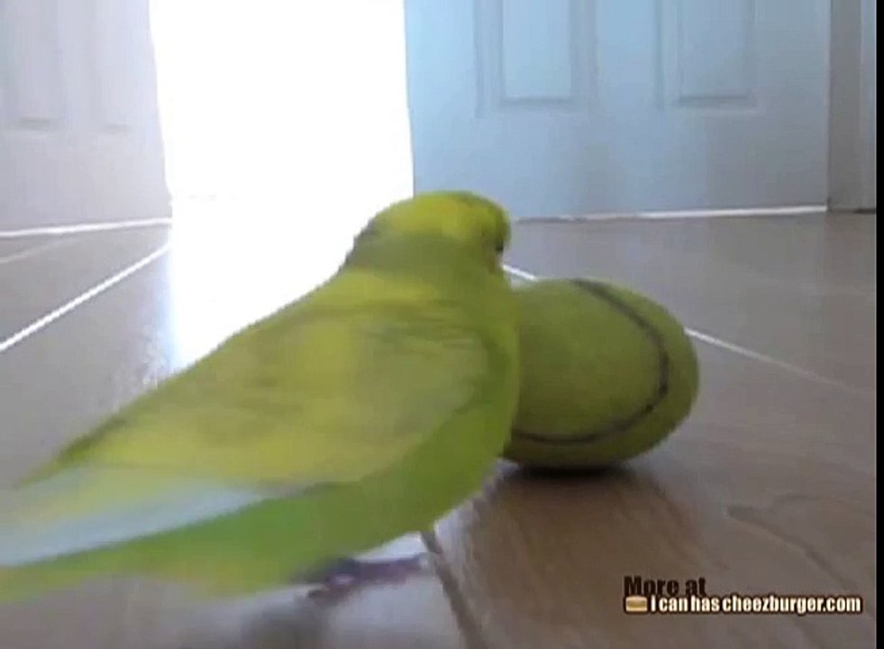 Parakeet Has Great Balance