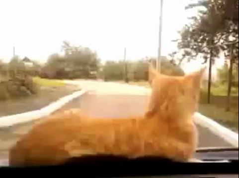 Кошка едет на машине.