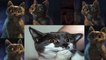 Funny Cats Compilations - Cute Cats Compilations - Ooooh Cats Slideshow - 4K Ultra HD