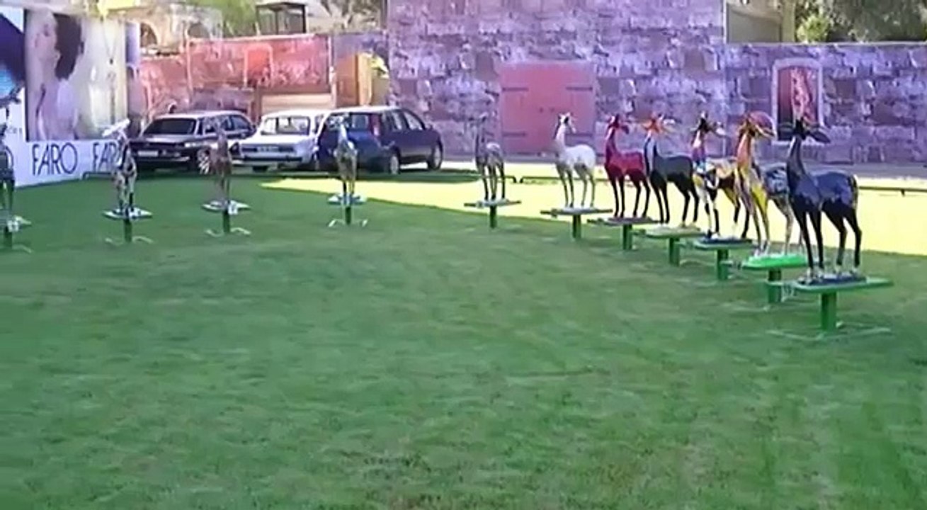 Ceyran maral kolleksiyas -
