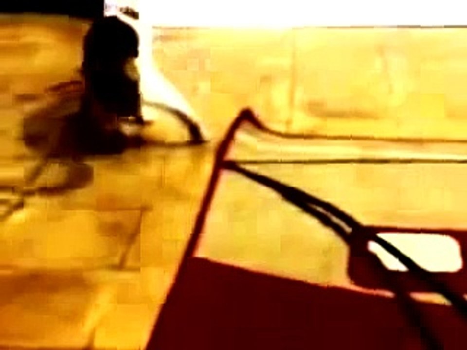 Funny Cats Compilation Most See Funny Cat Videos Ever