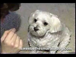 SWEETIE The Smartest Dog Talking Spells, Knows Cards and