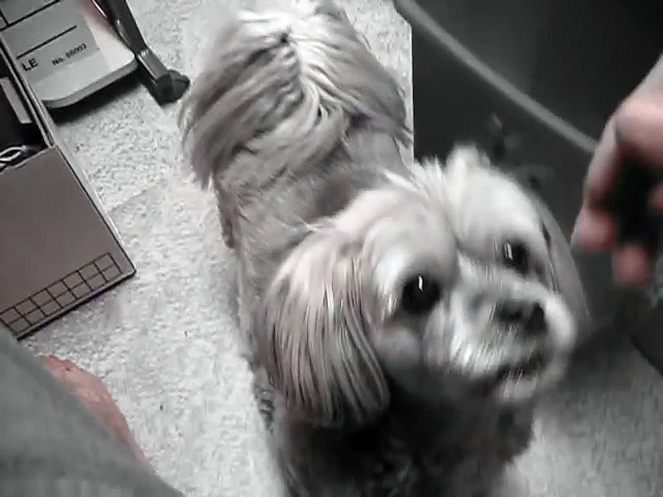 Talking Dog