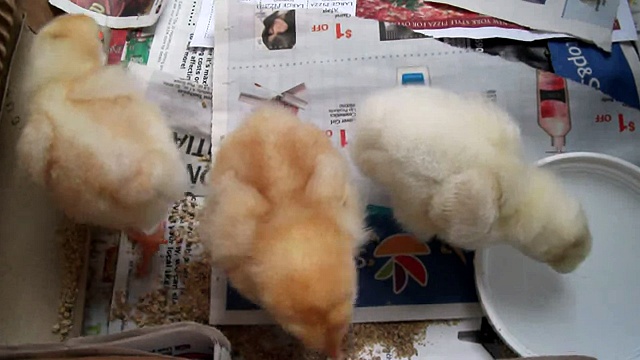 ⁣funny baby chicks drink water and doze off after a meal