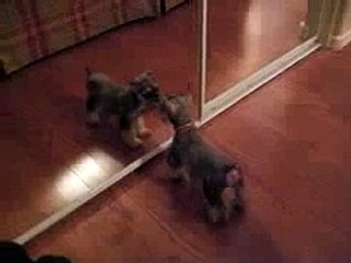 Puppy finding herself in mirror