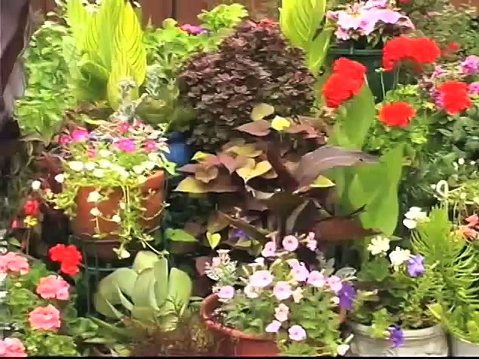 Open Roots when Planting Perennials