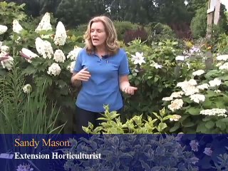 Selecting Hydrangea