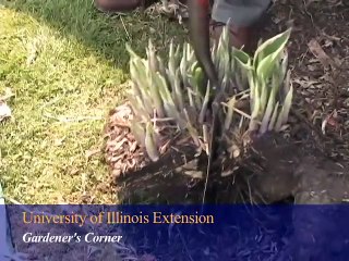 Spring Cleanup of Perennials