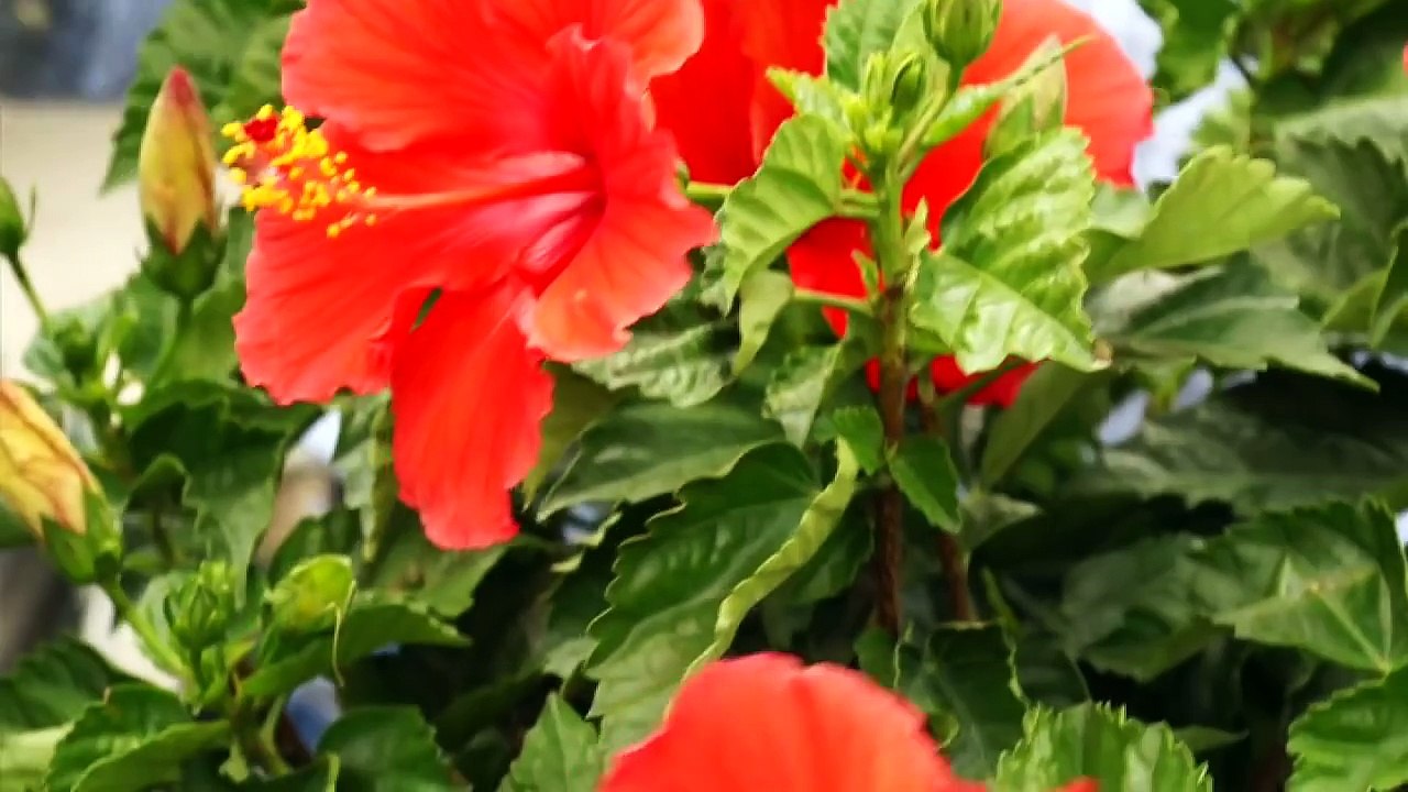 Tropical Hibiscus Year-Round