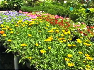 Try Blue-eyed Grass in the Garden