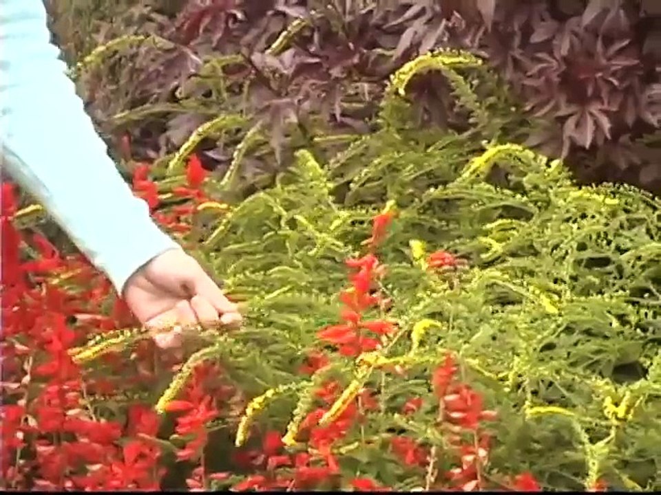 Two Goldenrod Varieties with Great Flowers