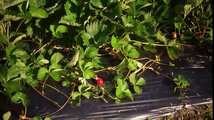 Garden Style ~ Give It A Try