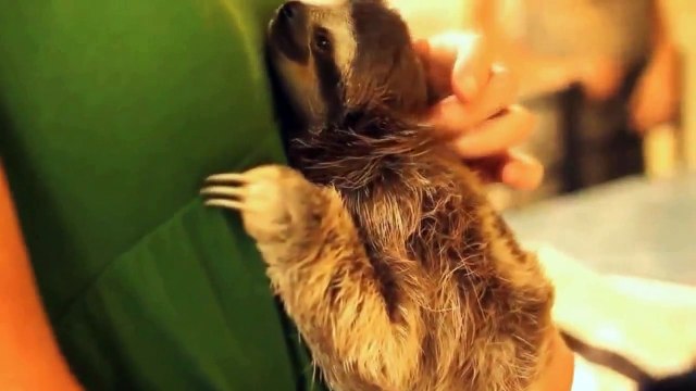 Sloths Chilling On Sunday (feat. Music by Hiroaki Kataoka)