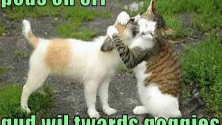 Very Funny Cats 25