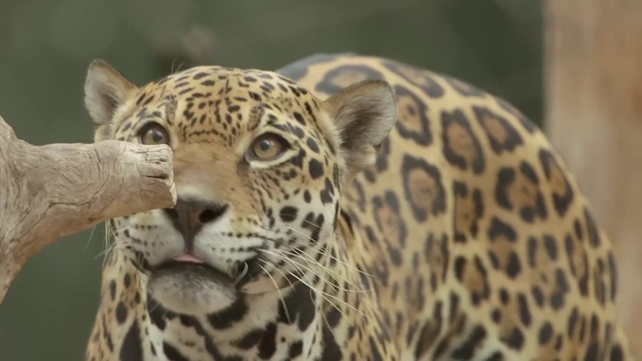 A jaguar named caipora