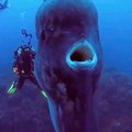 Uno dei pesci più grandi e spaventosi del mondo!