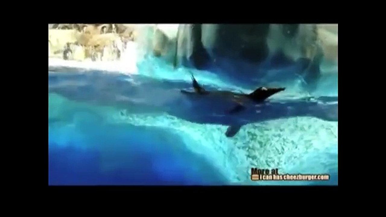 Fail, bloopers and funny accidents