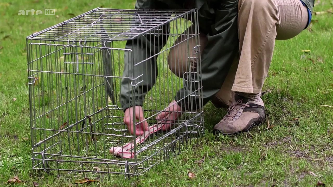 Le Chien: Enquête Sur Un Animal Familier