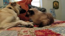 Cat boxing dog. Who wins-