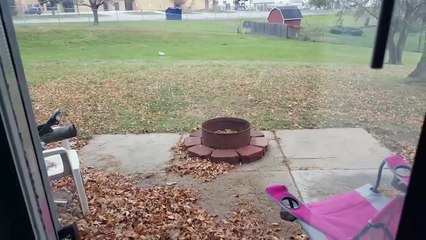 Cat Jumps Over Fence to Get Away from Dog