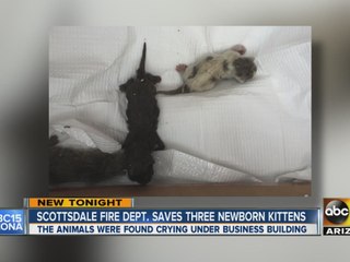 Scottsdale Fire Department saves newborn kittens