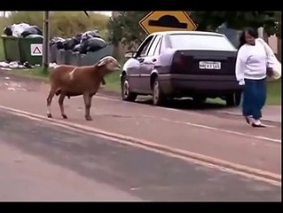 A Goat and Man Woman Fighting Moment HD Video