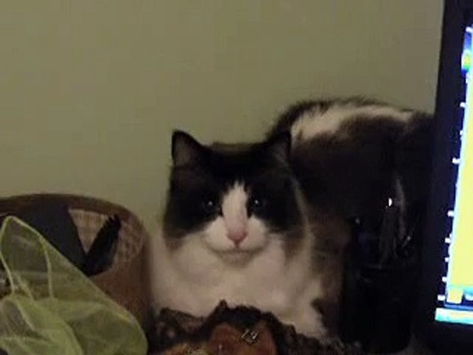 Back talking cat =P