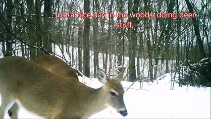 Deer in our woods with one