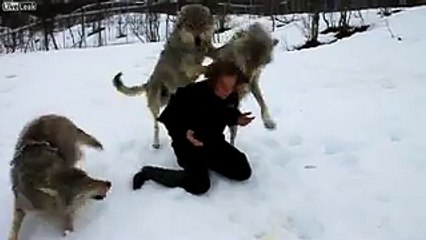 И волки помнят добро