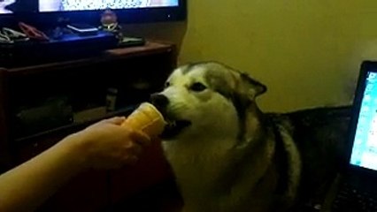 мой домашний волк