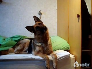 Реакция собаки на вой волков
