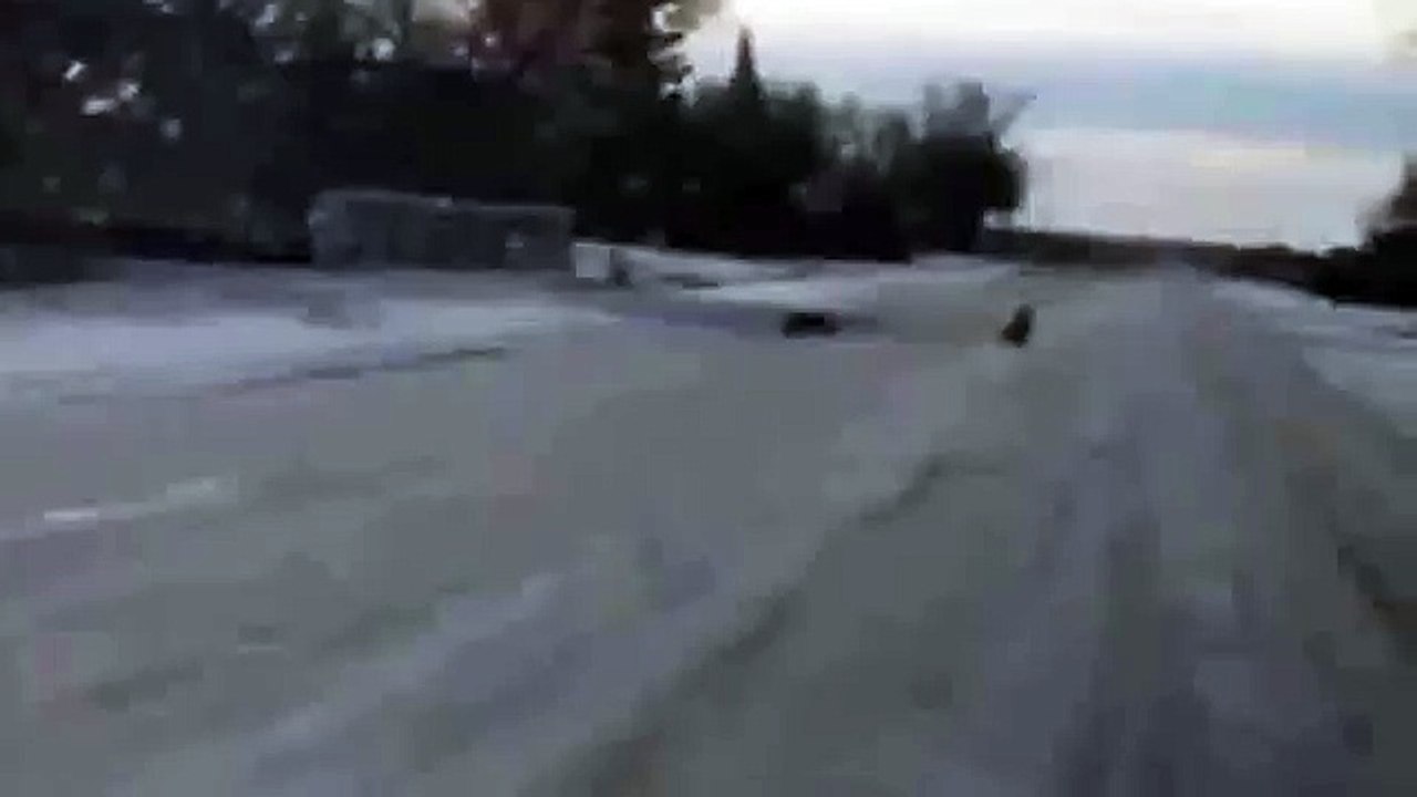 Скунс против барсука, реальный случай)