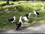 Gooney Birds- Singing & Dancing