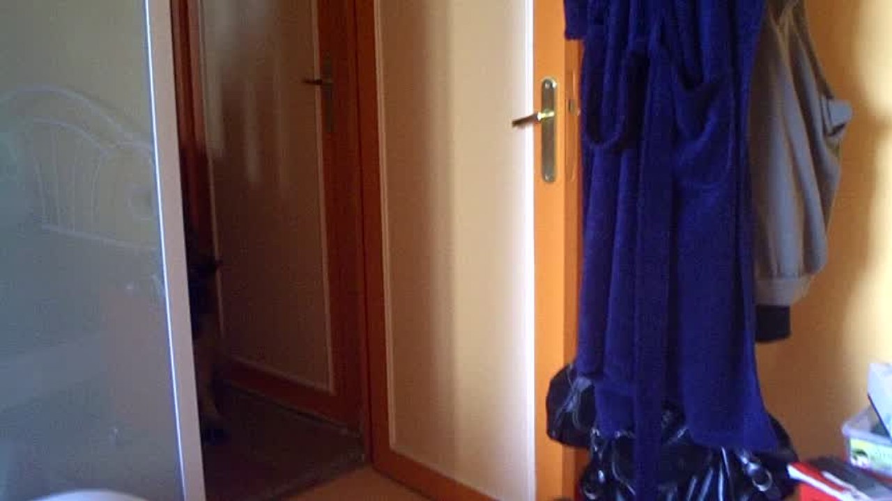 Bewan - leonberger dog - wants to play. So "Wake up Chloé. It's time"