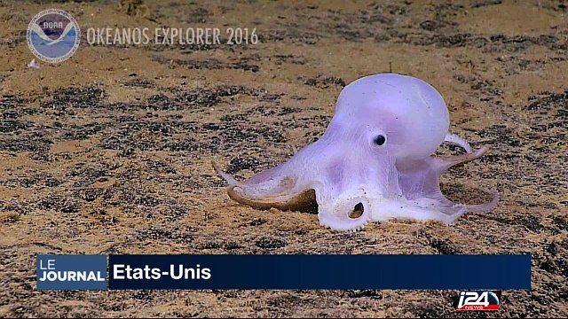 Une pieuvre fantôme' découverte en grande profondeur