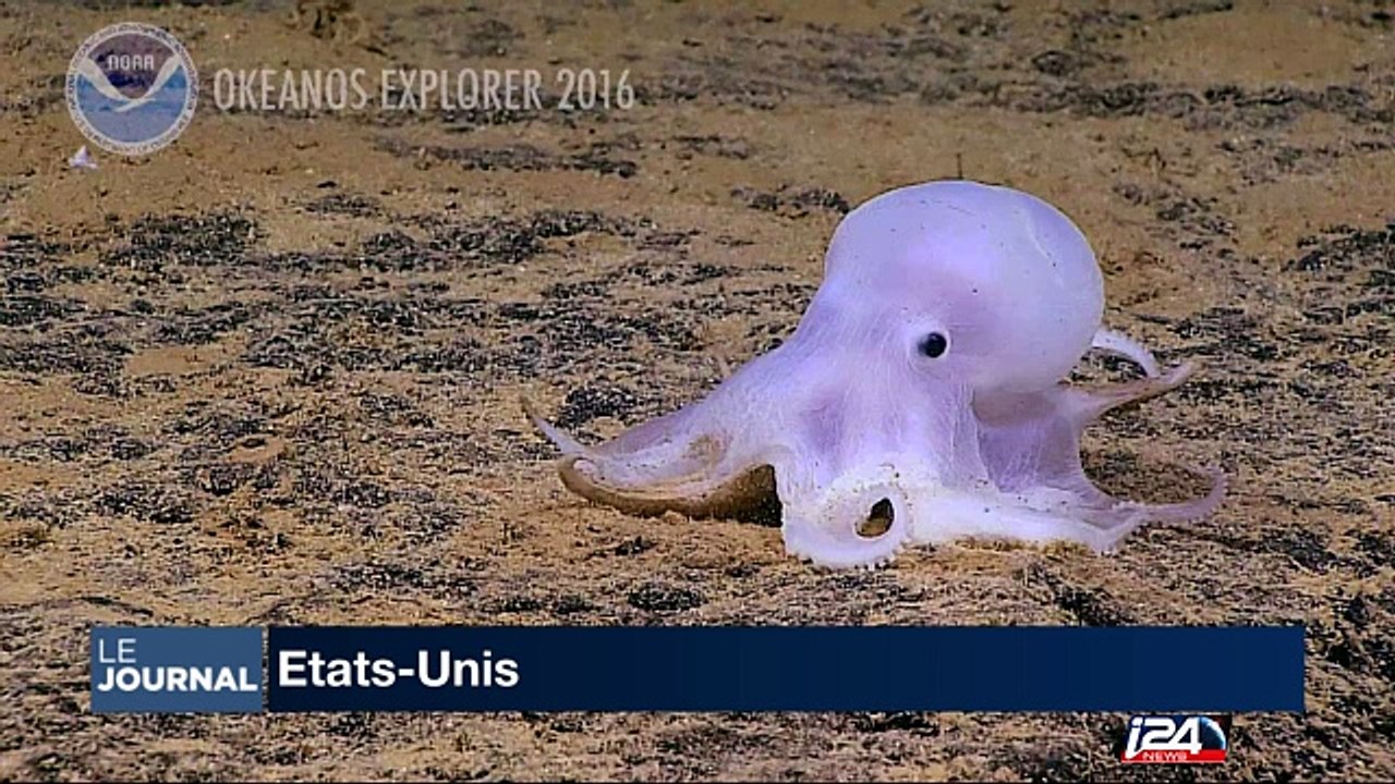 Une pieuvre "fantôme' découverte en grande profondeur