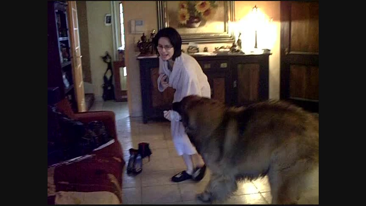 Bewan - leonberger dog - waked up Chloé. Now he wants get her to play in the garden ;-)