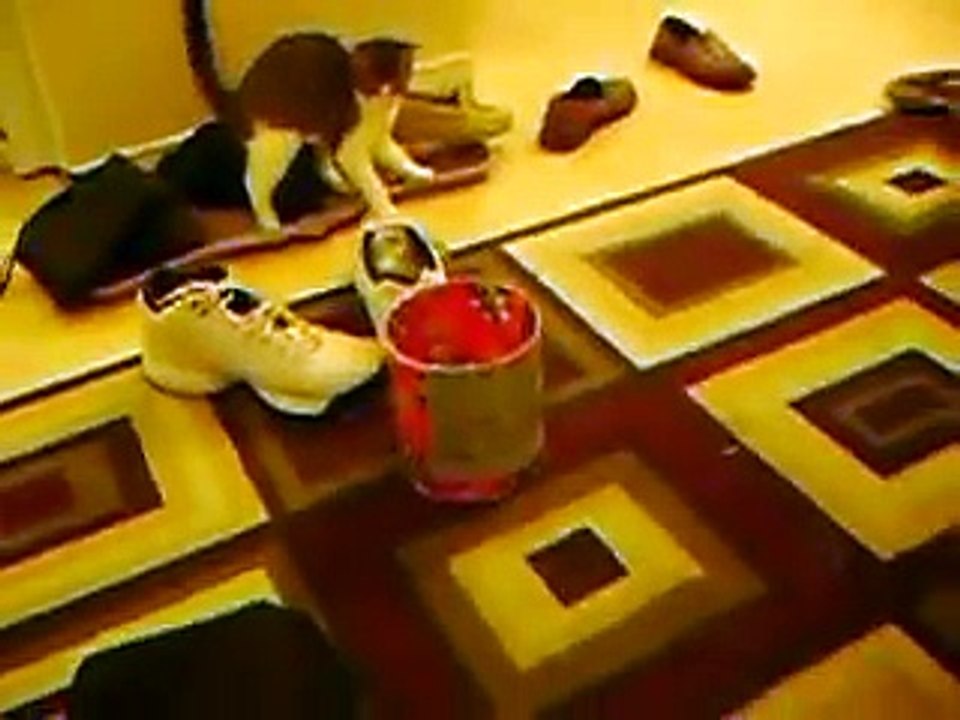 Cats get scared by a rug!