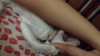 Funny Cat Video- Kitten playing (kitten vs kid)