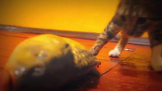 Funny Cat with Fish
