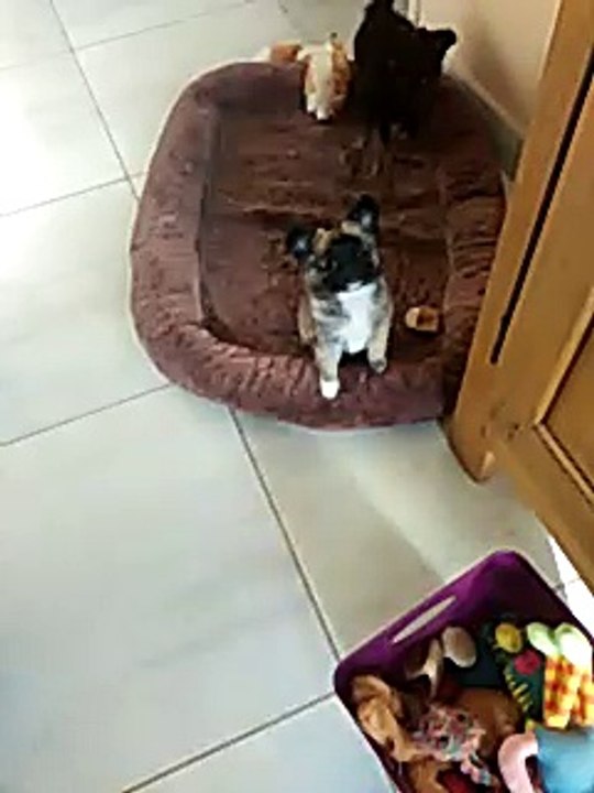 Mona Lisa, la petite Joconde des îles, CHIHUAHUA  de 8 semaines