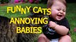 Funny cats annoying babies - Cute cat & baby compilation