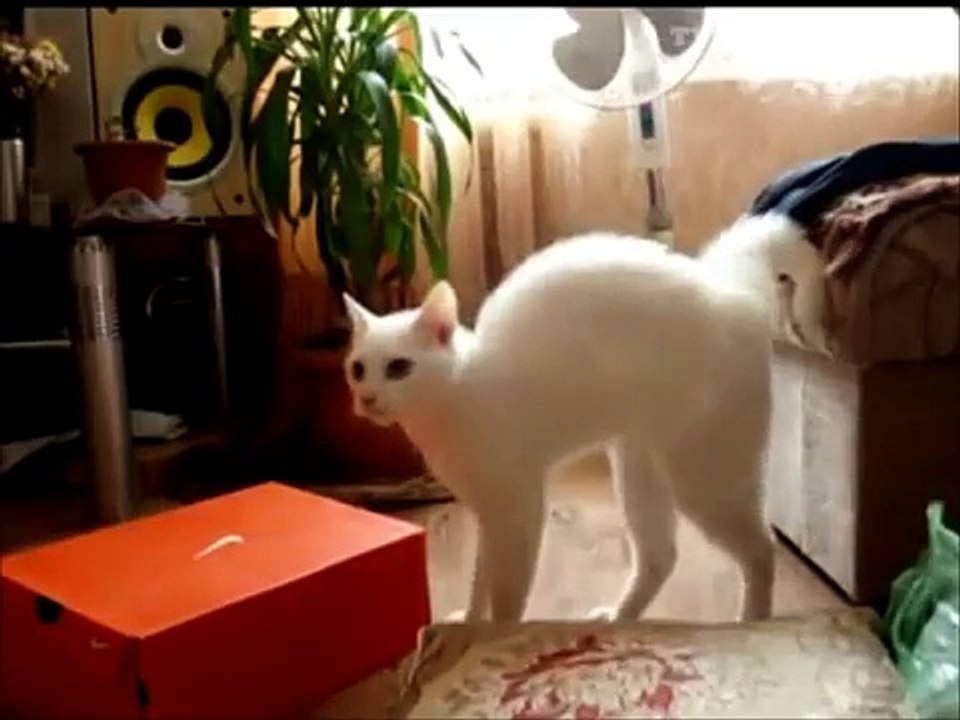 funny crazy cats ))
